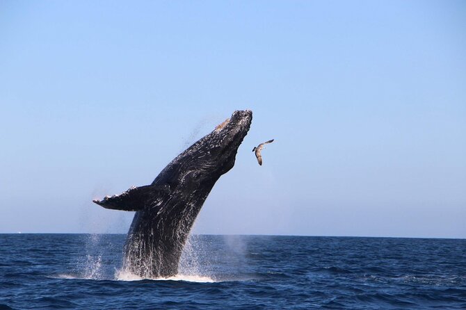 Whale Watching Experience in Cabo San Lucas - Cabo whale watching, but with room to breathe