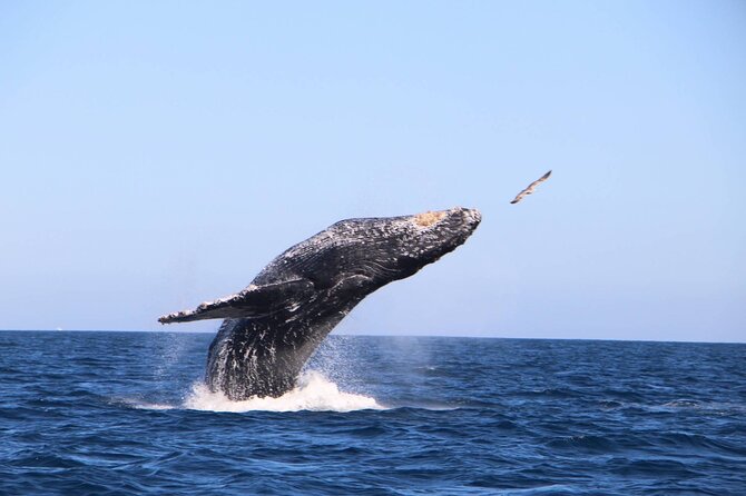Whale Watching Experience in Cabo San Lucas - Stop 1: The Arch of Cabo for photos that actually look like Cabo