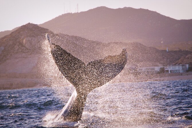 Whale Watching Experience in Cabo San Lucas - Stop 2: Pelican Rock, plus a quick fish-feeding moment