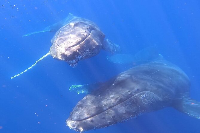 Whale Watching Experience in Cabo San Lucas - How the whale search works during a 2.5-hour tour