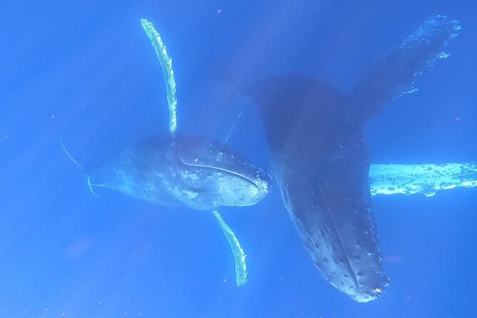 Whale Watching Experience in Cabo San Lucas - The drone and photo/video help: why it feels worth the price