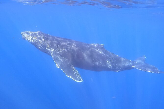 Whale Watching Experience in Cabo San Lucas - Price and value: what you’re really paying for
