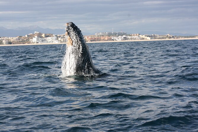 Whale Watching Group Tour in San Jose del Cabo - Key highlights