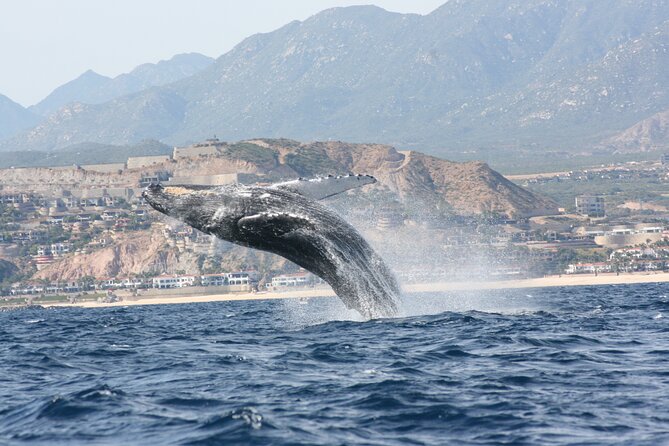 Whale Watching Group Tour in San Jose del Cabo - Why San Jose del Cabo is prime whale watching time