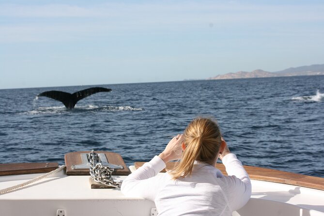 Whale Watching Group Tour in San Jose del Cabo - What you can realistically see: humpbacks, grays, calves, and the best kind of surprises