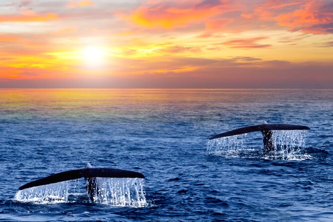 Whale Watching Group Tour in San Jose del Cabo - Price and value: is $99 worth it for what you get?