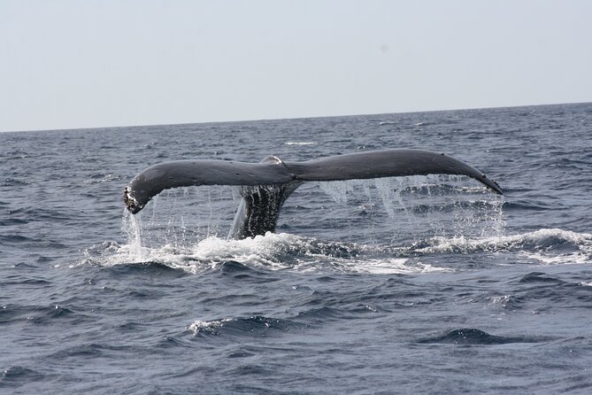 Whale Watching Group Tour in San Jose del Cabo - Timing, meeting point, and getting set up without stress