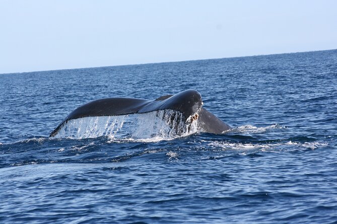 Whale Watching Group Tour in San Jose del Cabo - Who should book this whale watching tour (and who might want alternatives)