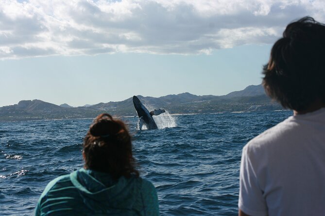 Whale Watching Group Tour in San Jose del Cabo - Boat crew + guide style: multilingual talks, hydrophone sounds, and respect