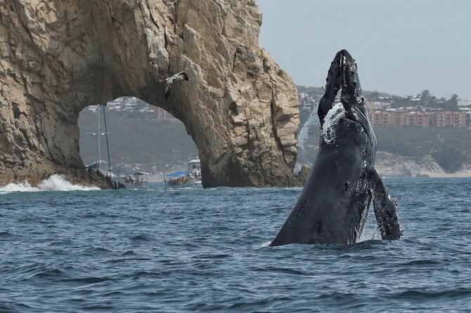 Whale Watching in Cabo: 2-Hour Small Group Tour to The Arch - Key things I’d circle before you book