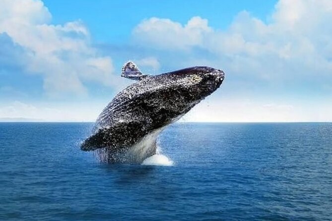 Whale Watching in Cabo: 2-Hour Small Group Tour to The Arch - El Arco and Lover’s Beach first: the 45-minute sightseeing that sets the mood