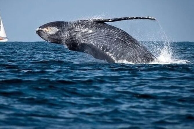 Whale Watching in Cabo: 2-Hour Small Group Tour to The Arch - Sea of Cortez cruising: the “Aquarium of the World” part you can actually feel