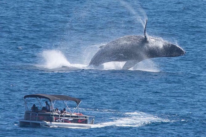 Whale Watching in Cabo San Lucas on board our Luxury Trimaran! - Key Takeaways Before You Go