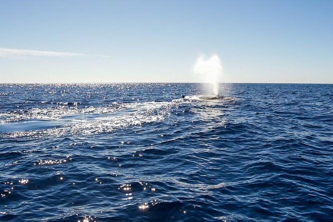 Whale Watching in Cabo San Lucas on board our Luxury Trimaran! - Cabo Whale Watching Season: What Makes January–April Different