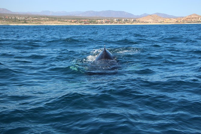 Whale Watching in Cabo San Lucas on board our Luxury Trimaran! - What You’ll See: Gray Whales (and the Real Excitement of Breaching)