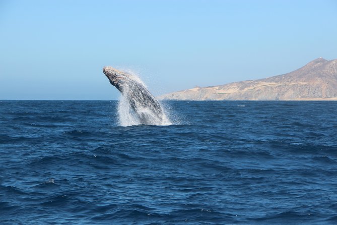 Whale Watching in Cabo San Lucas on board our Luxury Trimaran! - Included Comfort: Water, Soda, and the Small Details