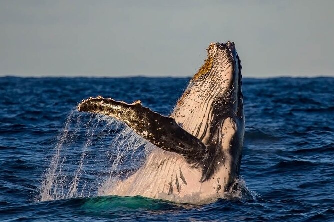 Whale Watching in Cabo San Lucas on board our Luxury Trimaran! - Price and Value: Is $115 Worth It for This Cabo Whale Watch?