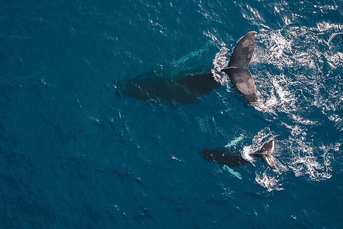 Whale Watching in Cabo San Lucas: Sightseeing Cruise and Shopping - Stop 2: Sea of Cortez whale watching from a glass-bottom boat
