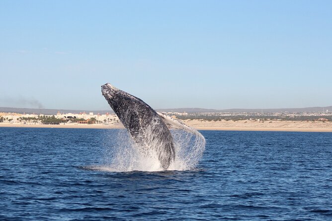 Whale Watching in Cabo San Lucas: Sightseeing Cruise and Shopping - After the whales: Marina Cabo San Lucas tequila tasting break
