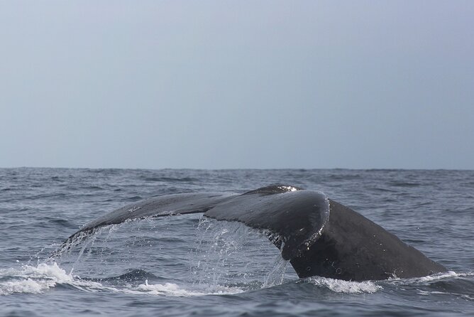 Whale Watching in Cabo San Lucas: Sightseeing Cruise and Shopping - Cabo San Lucas shopping time: short, useful, and weather-dependent