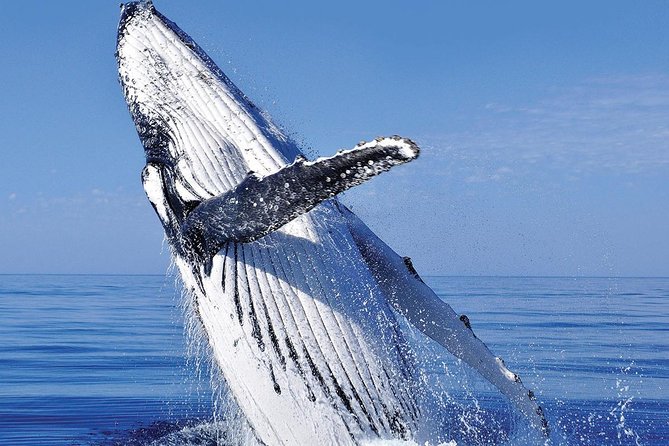Whale Watching in Cabo San Lucas: Sightseeing Cruise and Shopping - Price and value: what $115 covers and what to budget