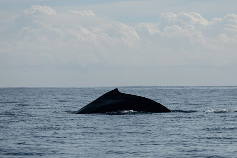 Whale Watching in San Jose del Cabo - Key things I’d circle on your plan