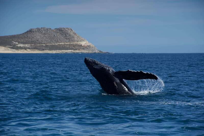 Whale Watching in San Jose del Cabo - San José del Cabo whale watching from the marina behind El Ganzo