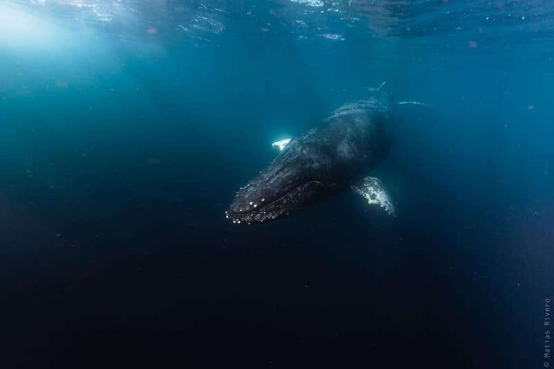 Whale Watching in San Jose del Cabo - What you’ll actually look for: humpbacks, calves, and the heat-run moments