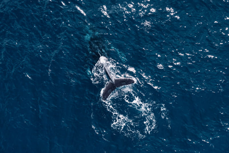 Whale Watching in San Jose del Cabo - The respectful approach that makes this worth it