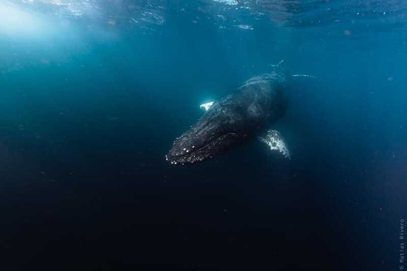 Whale Watching in San Jose del Cabo - Should you book Whale Watching in San José del Cabo with Dip Expeditions?