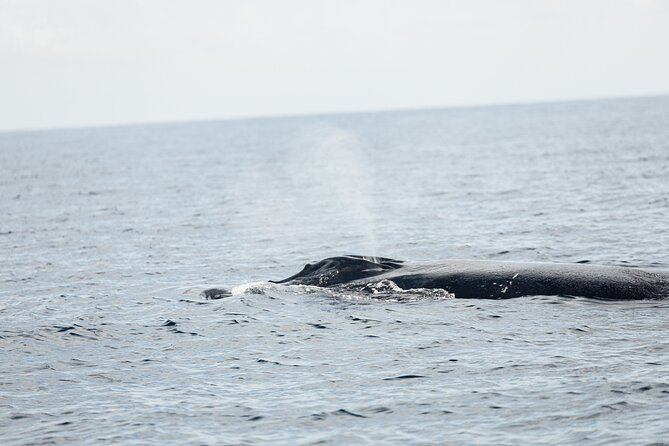 Whale Watching in San Jose del Cabo - The Crew Factor: Guides Who Know the Ocean, Not Just the Script