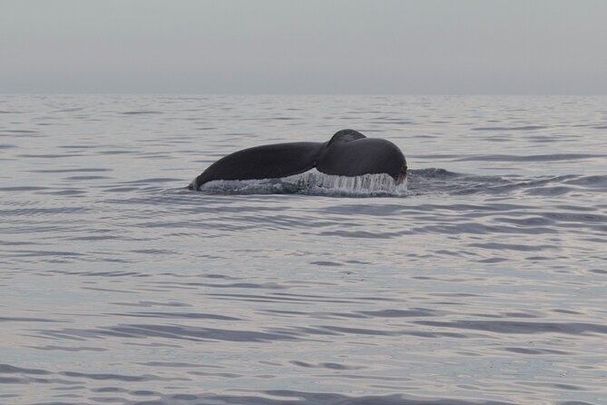 Whale Watching in San Jose del Cabo - Who Should Book This San Jose del Cabo Whale Watching Trip?
