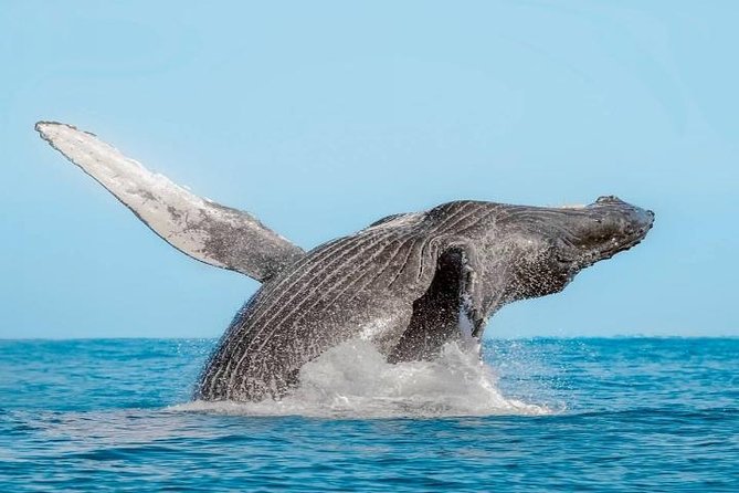 Whale Watching on 2 Level Big Boat with Breakfast and Drinks INCLUDED - Getting Your Bearings: Arch of Cabo, Lovers Beach, and Lands End