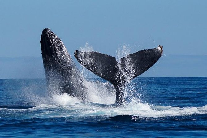 Whale Watching on 2 Level Big Boat with Breakfast and Drinks INCLUDED - Morning Timing in Cabo: When to Arrive and What to Expect