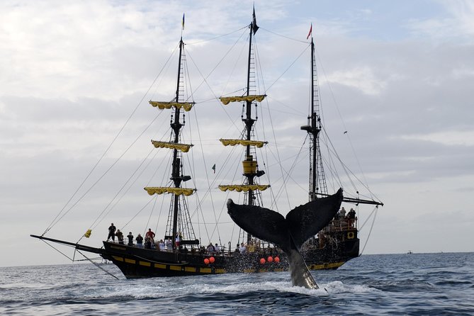 Whale-Watching Pirate Ship Cruise in Los Cabos - Breakfast + open bar: a fun combo with one downside