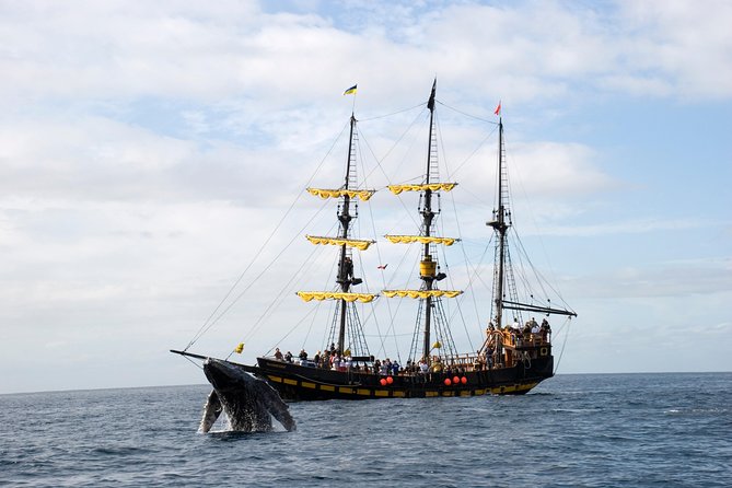 Whale-Watching Pirate Ship Cruise in Los Cabos - Price and value: what $99 really buys you