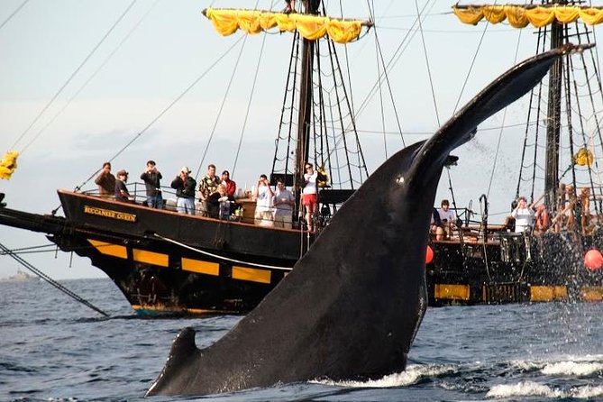 Whale-Watching Pirate Ship Cruise in Los Cabos - Practical tips so your cruise feels smooth
