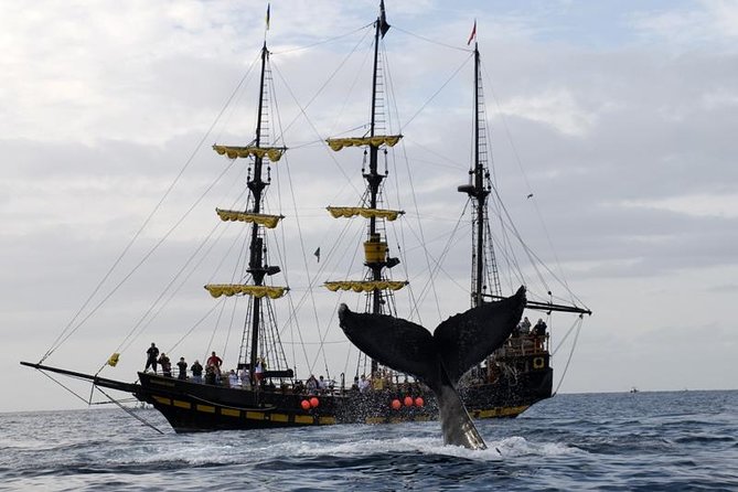Whale-Watching Pirate Ship Cruise in Los Cabos - The route past Lover’s Beach and the Arch of Cabo San Lucas