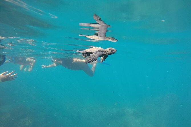 Whale Watching Snorkel Combo - El Arco and the coastline views without extra scheduling