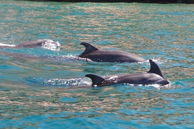 Whale Watching Snorkel Combo - What you get for the $175 price: value beyond the ticket