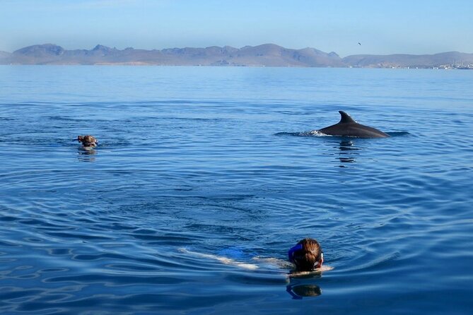 Whale Watching Snorkel Combo - Who should book this whale-and-snorkel combo