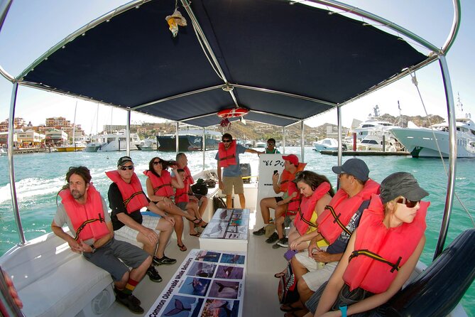 Whale Watching Snorkel Combo - Should you book it?