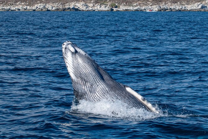 Whale Watching & Snorkeling Combo in Los Cabos with Photos Included - Whale Watching in the Sea of Cortez: What You’ll Be Looking For