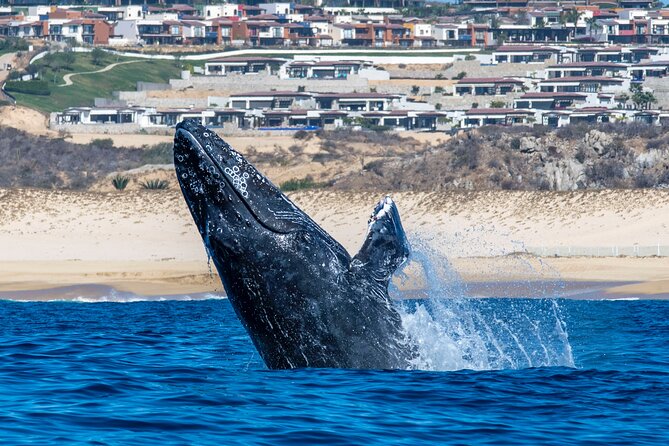 Whale Watching & Snorkeling Combo in Los Cabos with Photos Included - Snorkeling Time at the Reef: Gear, Sea Life, and Real Water Time
