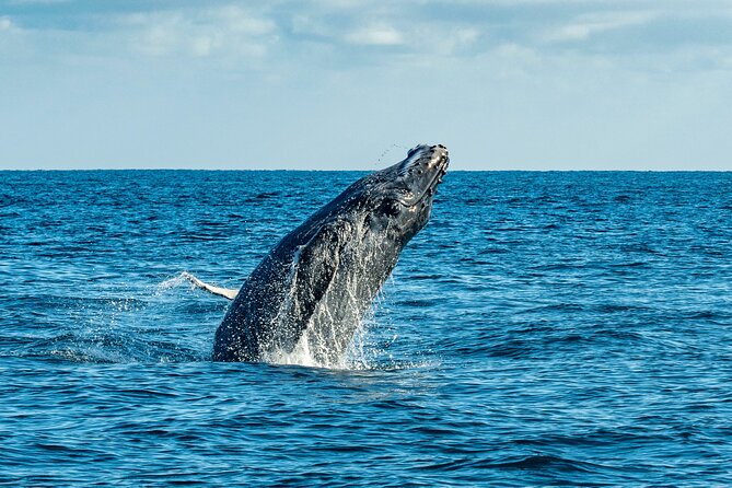 Whale Watching & Snorkeling Combo in Los Cabos with Photos Included - Photos, Snacks, and the Little Things That Make It Feel Worth It