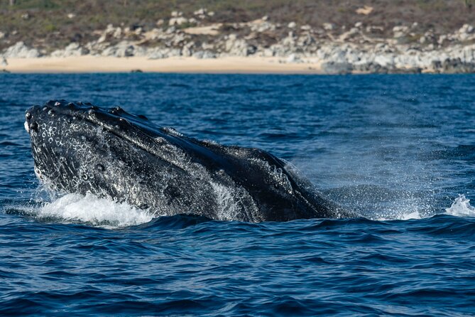Whale Watching & Snorkeling Combo in Los Cabos with Photos Included - Who This Tour Fits Best (and Who Should Think Twice)