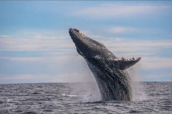 Whale Watching Tour in Cabo San Lucas - Key Things You’ll Notice on This Whale Watching Tour