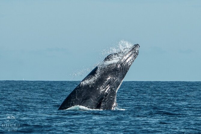Whale Watching Tour in Cabo San Lucas - What You Might See in Cabo Waters: Humpbacks and Possible Surprises