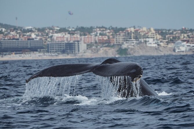 Whale Watching Tour in Cabo San Lucas - Price and Value: Is $85 a Fair Deal?