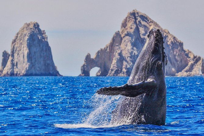 Whale Watching Tour in Glass Bottom Boat (VisitA Cabo) - A Small-Group Cabo Whale Cruise on a Glass Bottom Boat